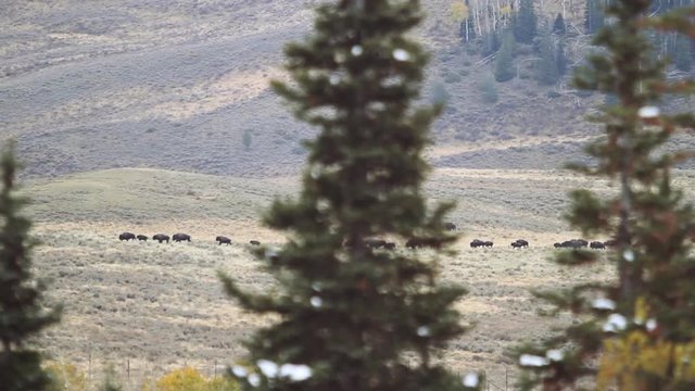 Buffalo American Bison Herd Stampede - 2 Clips
