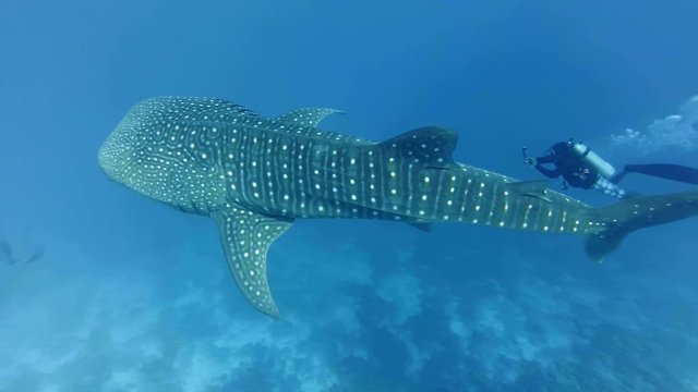 Slow motion, Scuba diver swims and shooting slowly-swimming Whale shark - Rhincodon typus, Indian Ocean, Maldives. Top view