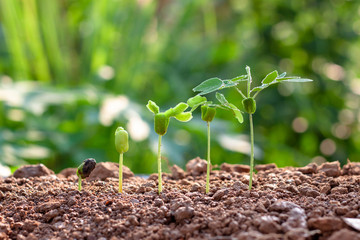Sorting seedlings growing from fertile soil with morning sunlight