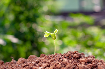 Background image of seedlings growing from fertile soil with morning sunlight.