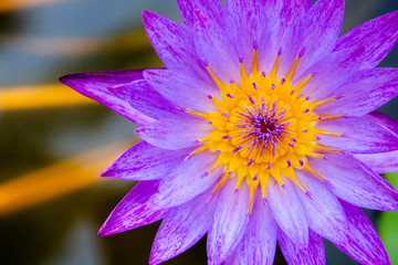 Colorful lotus flowers bloom in the morning