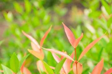 Natural leaves, small leaves, orange and green