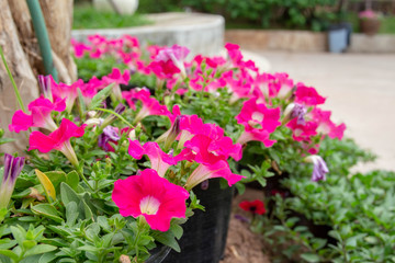 Flowers blooming in the morning with many colorful green leaves.