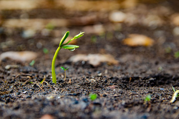 Seedlings are growing from the ground.
