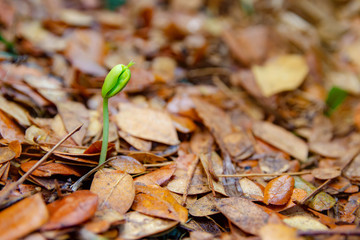 Seedlings are growing from the ground.