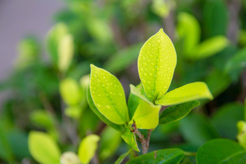 Green leafy shoots in the morning garden