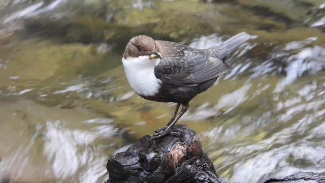 Wasseramsel, White-throated Dipper (Cinclus cinclus)