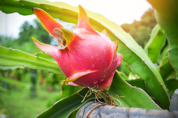Fresh dragon fruit on planting dragon fruit tree growing in field farm agriculture