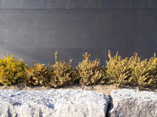 Outdoor bushes by black wall