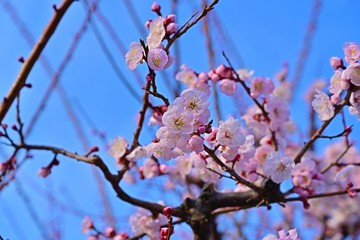 青空バックに満開のアンズの花