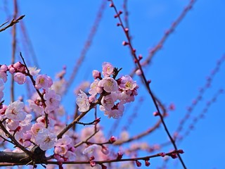 青空バックに満開のアンズの花