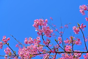 青空バックに満開の河津桜