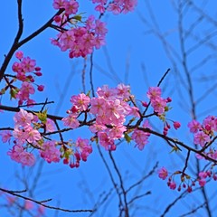 青空バックに満開の河津桜