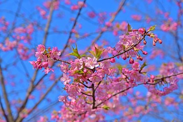 青空バックに満開の河津桜