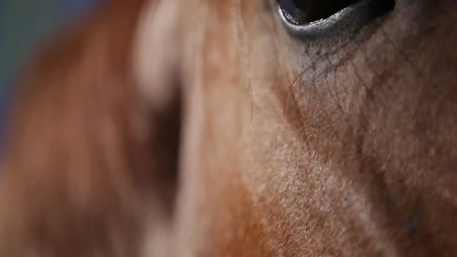 Curious Horse Inspecting Camera In Macro - 3 Shots