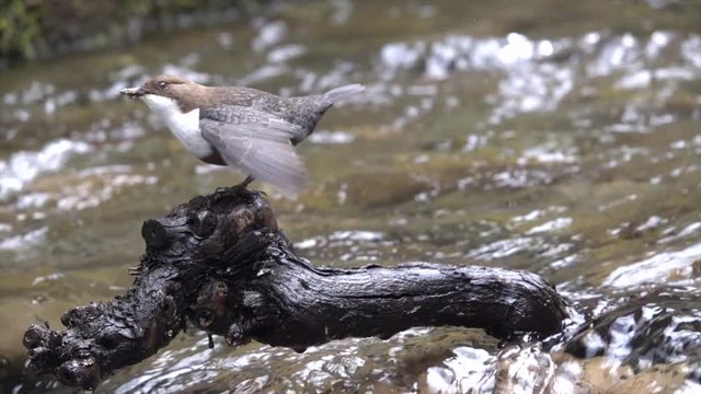 Wasseramsel, White-throated Dipper (Cinclus cinclus)