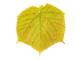 Leaf of maple 11