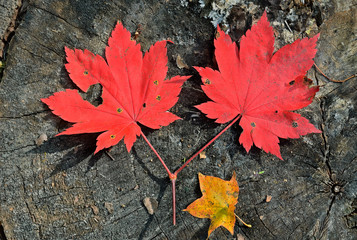 Red leaves of maple 14