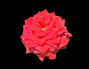 Red rose 5