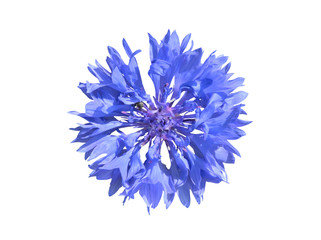 Cornflower 9