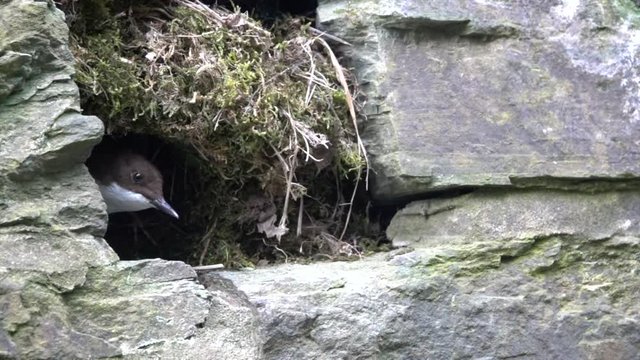 Wasseramsel, White-throated Dipper (Cinclus cinclus)
