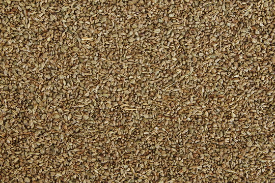 ajwain or Trachyspermum ammi,caraway herb spice seeds as background texture
