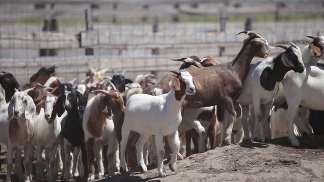 Herding Pack Of Goats At Ranch - 2 Shots