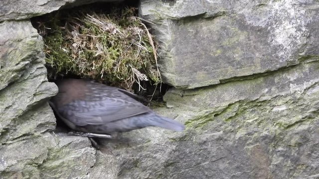 Wasseramsel, White-throated Dipper (Cinclus cinclus)