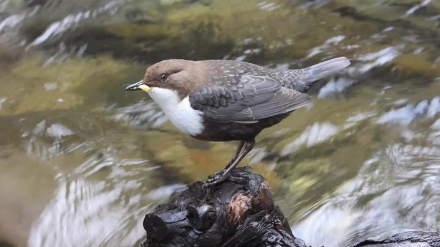 Wasseramsel, White-throated Dipper (Cinclus cinclus)