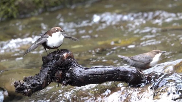 Wasseramsel, White-throated Dipper (Cinclus cinclus)