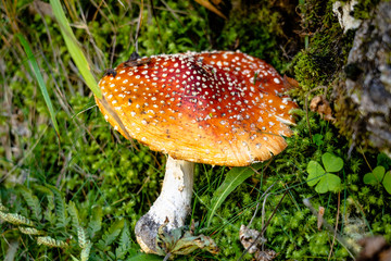 Roter Fliegenpilz im Gras, Amanita muscaria