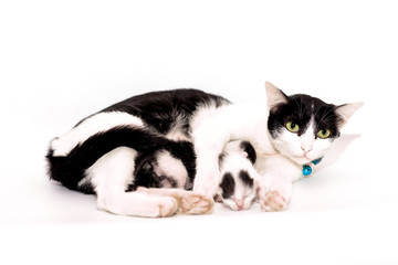 Cat hugging her kitten with love on white background