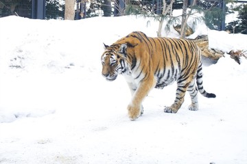 雪中散歩のアムールトラ