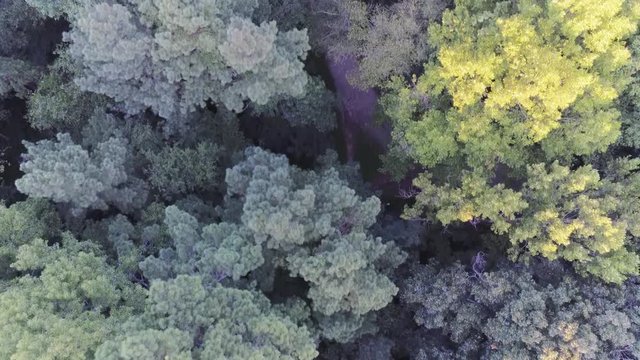 Aerial straight down forrest overview