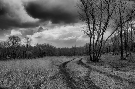 black and white photo of a road in the forest with a tree and clouds in the sky