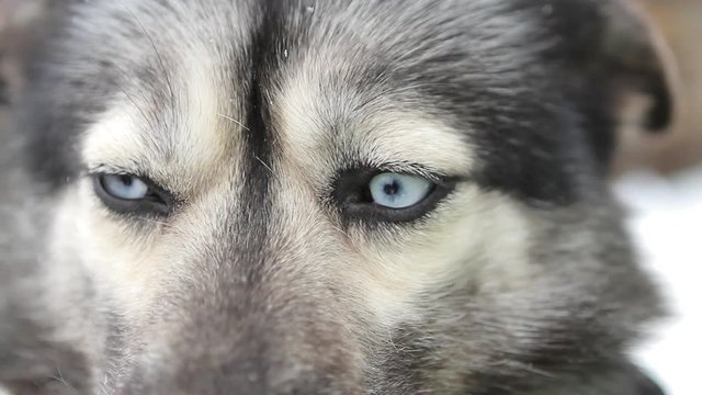 Husky Close Up On Blue Eyes - 3 Clips