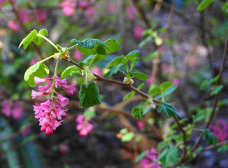 Very popular red-flowering currant branch with flowers and leaves close up.