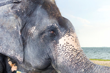 healthy big asia elephant at beach in bright day
