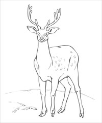 animals_draw_deer