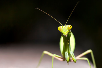 close up healthy green praying mantis on wooden plate with copy space