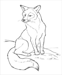 animals_draw_fox