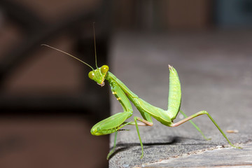 close up healthy green praying mantis at wood table edge