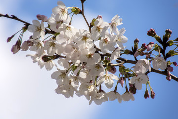 Cherry Blossoms; Sakura