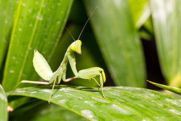 close up beautiful and healthy green praying mantis standing on leaf