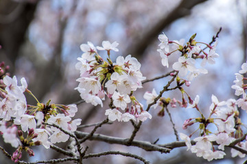 Cherry Blossoms; Sakura
