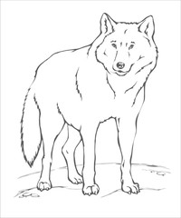 animals_draw_wolf