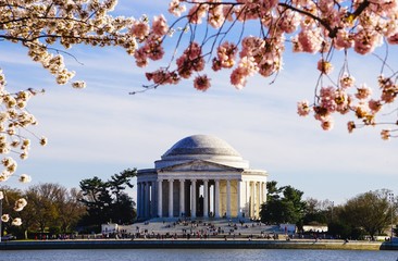 cherry blossoms over the jefferson memorial