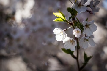 sun shining on white cherry blossom