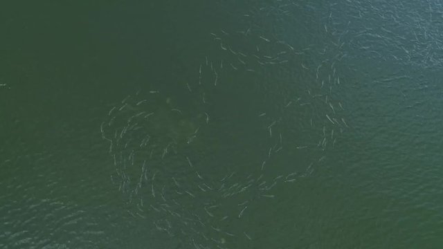 Aerial view of shoal of fish in sea. Video recorded in Vitoria, Espirito Santo, 2019.