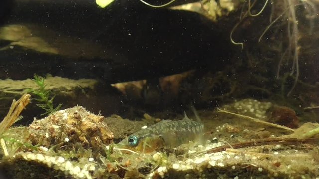 Dreistachliger Stichling, &nbsp;three-spined stickleback (Gasterosteus aculeatus) beim Nestbau